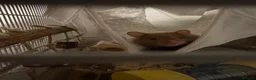 Hamster rodents for sale: 3 month old male syrian hamster.  in Leicester - Advert 3
