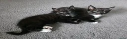 Mixed Breed cats for sale: Adorable black and white kittens - Advert 1