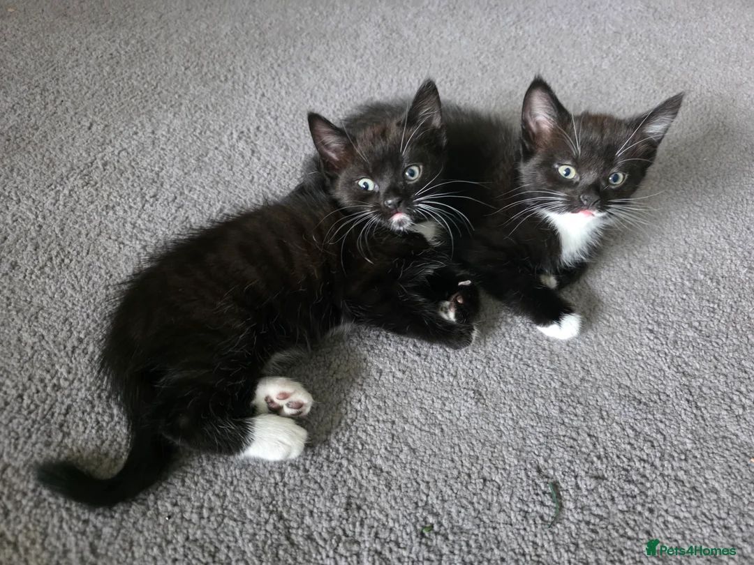 Mixed Breed cats for sale: Adorable black and white kittens - Advert 1
