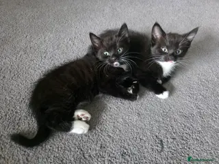 Mixed Breed cats Adorable black and white kittens - Advert 1