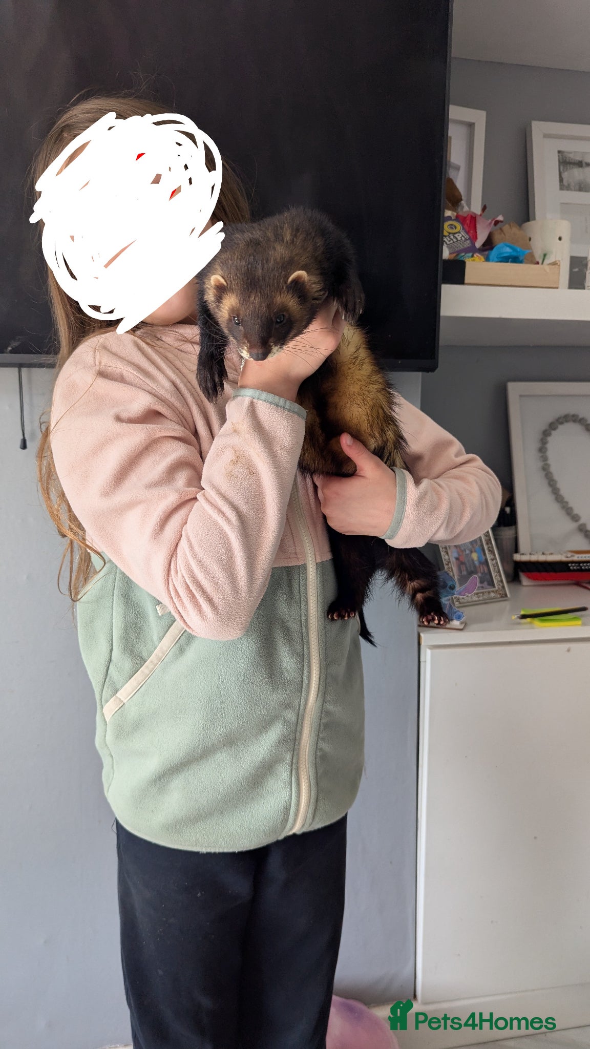 Ferret rodents Male european polecat - Advert 1