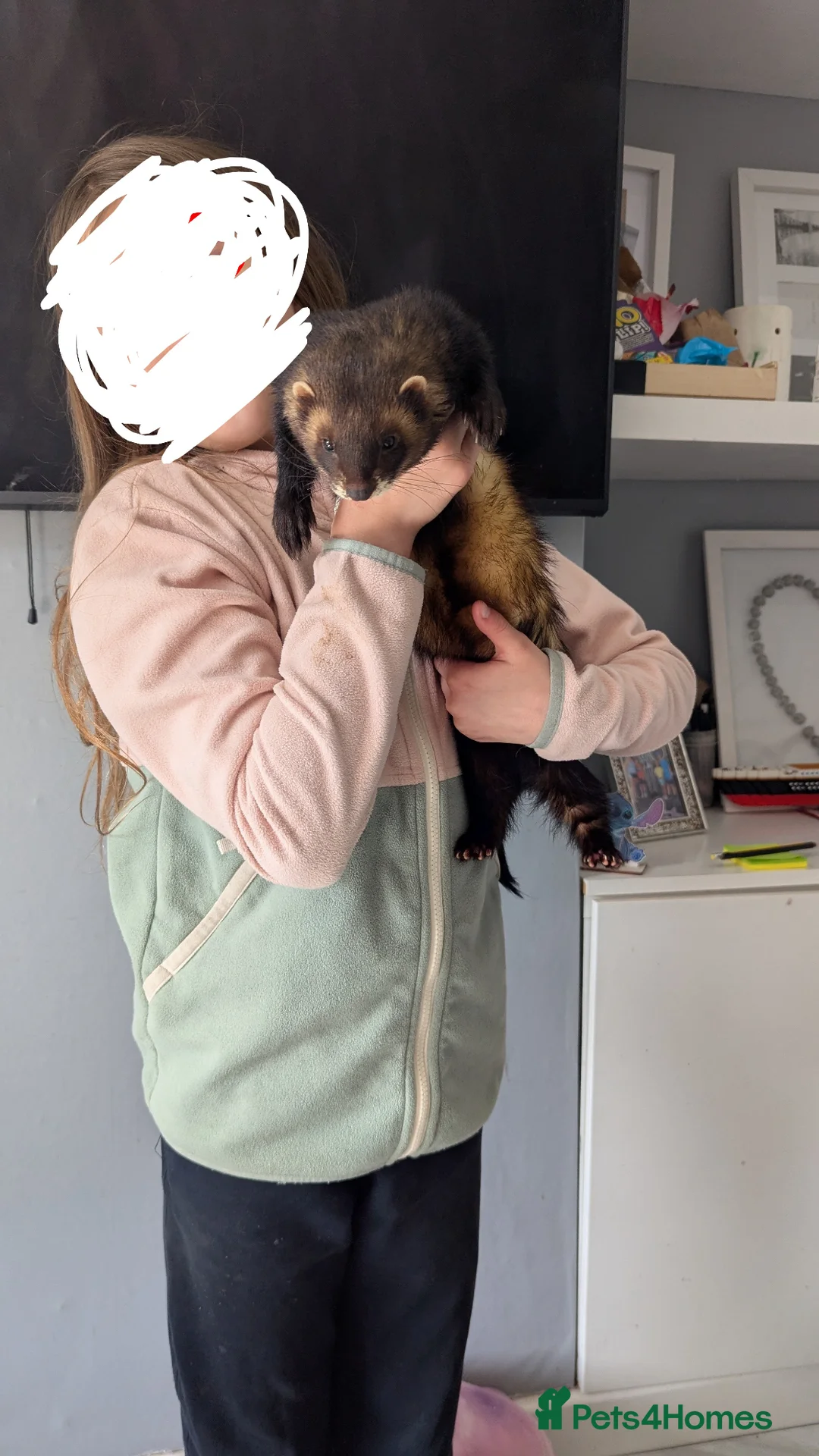 Ferret rodents for sale: Male european polecat in Bridgend - Advert 1