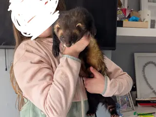 Ferret rodents Male european polecat - Advert 1
