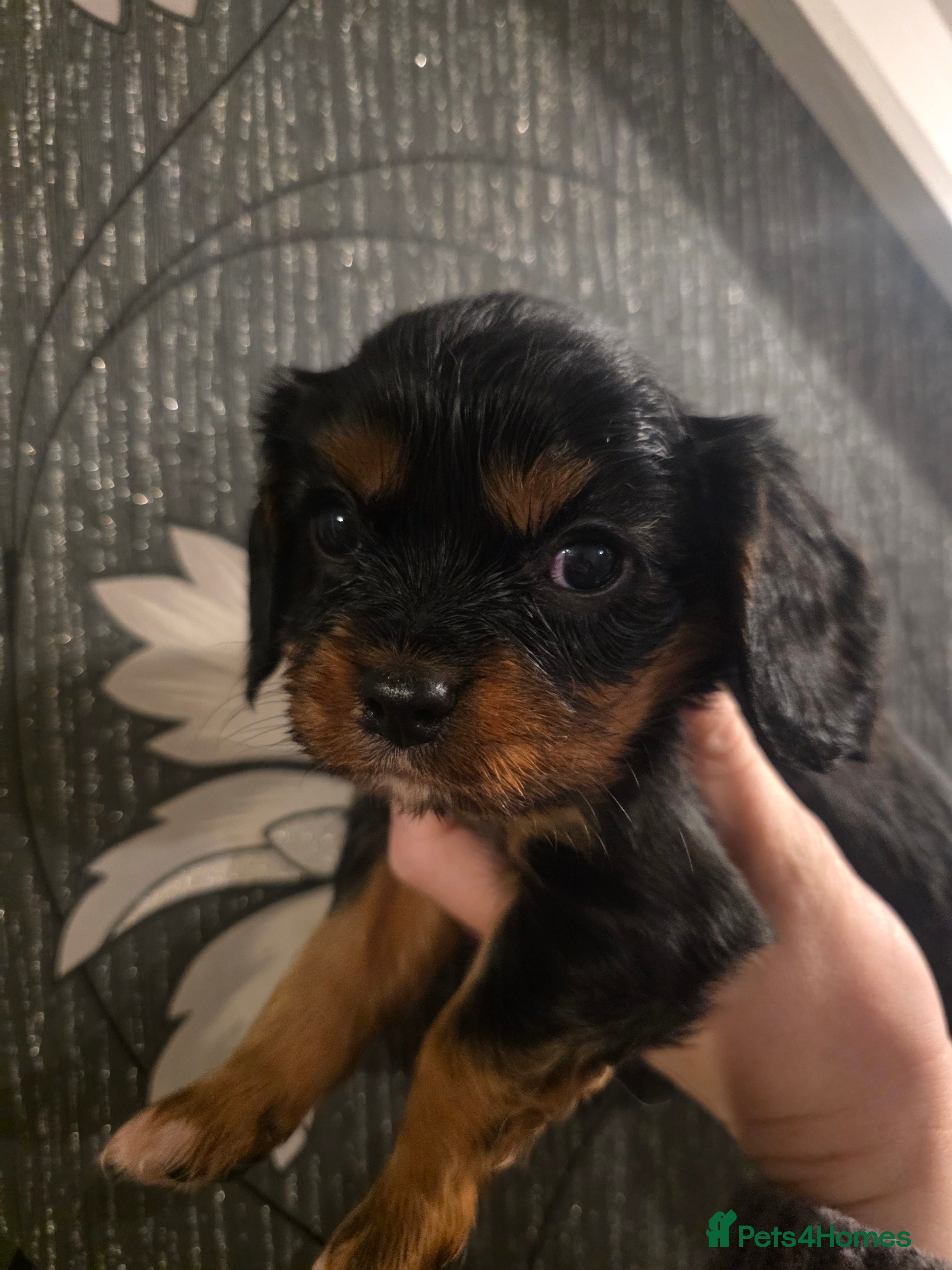Cavalier King Charles Spaniel dogs Beautiful King Charles Cavalier Puppies - Advert 3