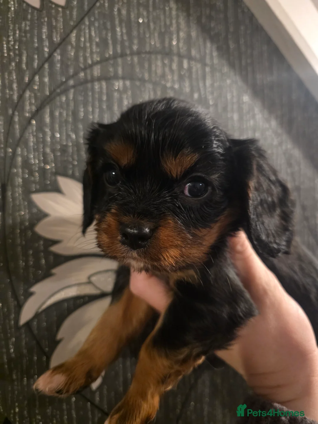 Cavalier King Charles Spaniel dogs for sale: Beautiful King Charles Cavalier Puppies - Advert 1