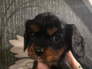 Cavalier King Charles Spaniel dogs Beautiful King Charles Cavalier Puppies - Advert 3