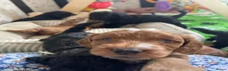 Cockapoo dogs for sale: Exceptional F1 Cockapoo Puppies in Leicester - Advert 23