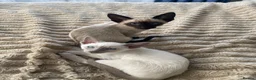 Siamese cats for sale: Last girl lilac point left  - Advert 1