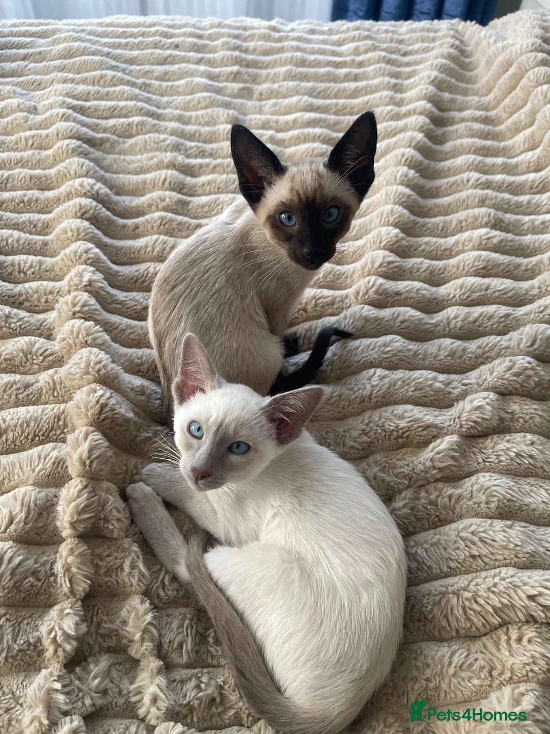 Siamese cats for sale: Last girl lilac point left  - Advert 1