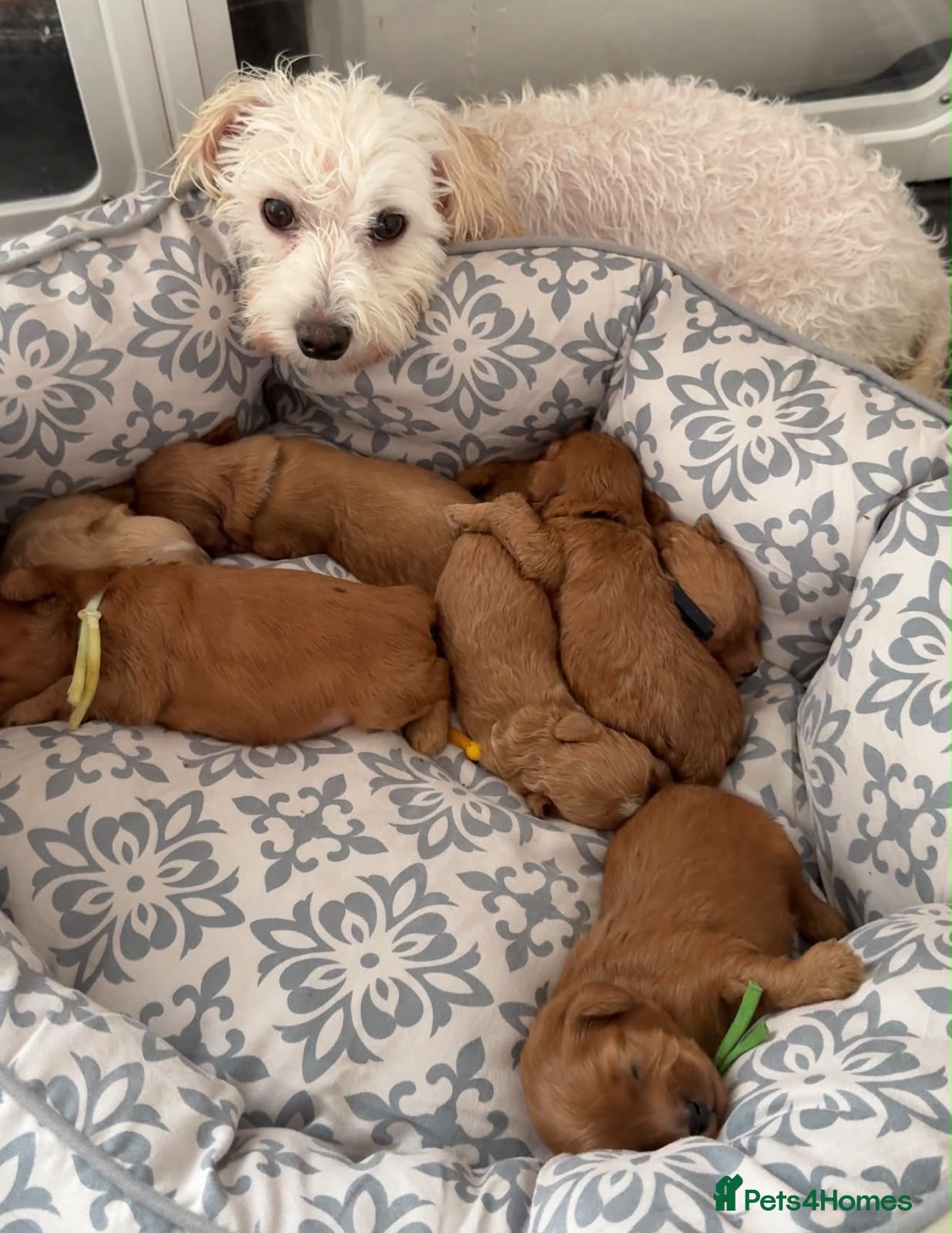 Maltipoo dogs Gorgeous Red Maltipoo Boys❤️ Ready Now! - Advert 2