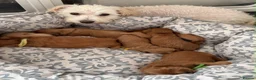 Maltipoo dogs for sale: Gorgeous Red Maltipoo Boys❤️ Ready Now! in Milton Keynes - Advert 2