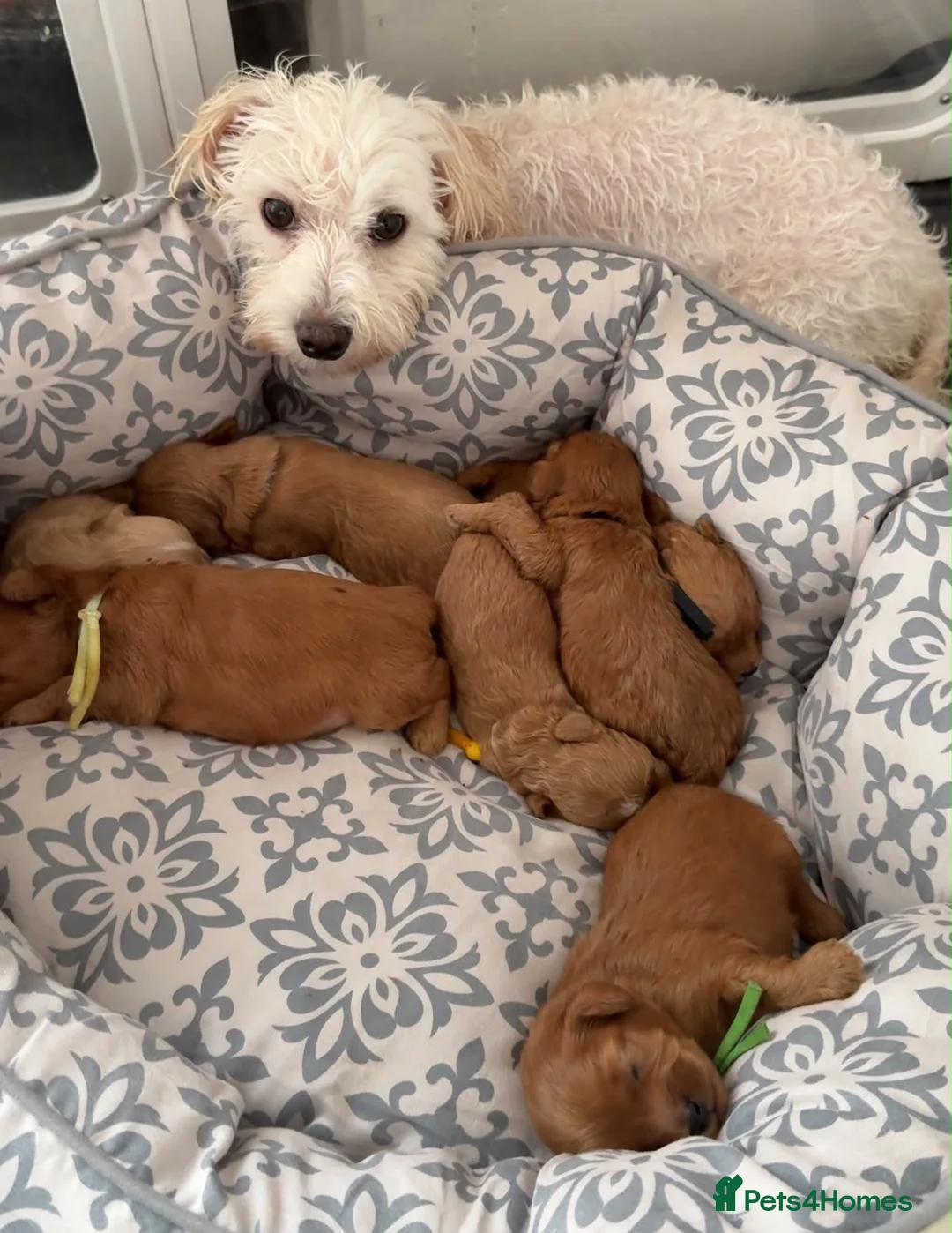 Maltipoo dogs for sale: Gorgeous Red Maltipoo Boys❤️ Ready Now! in Milton Keynes - Advert 2