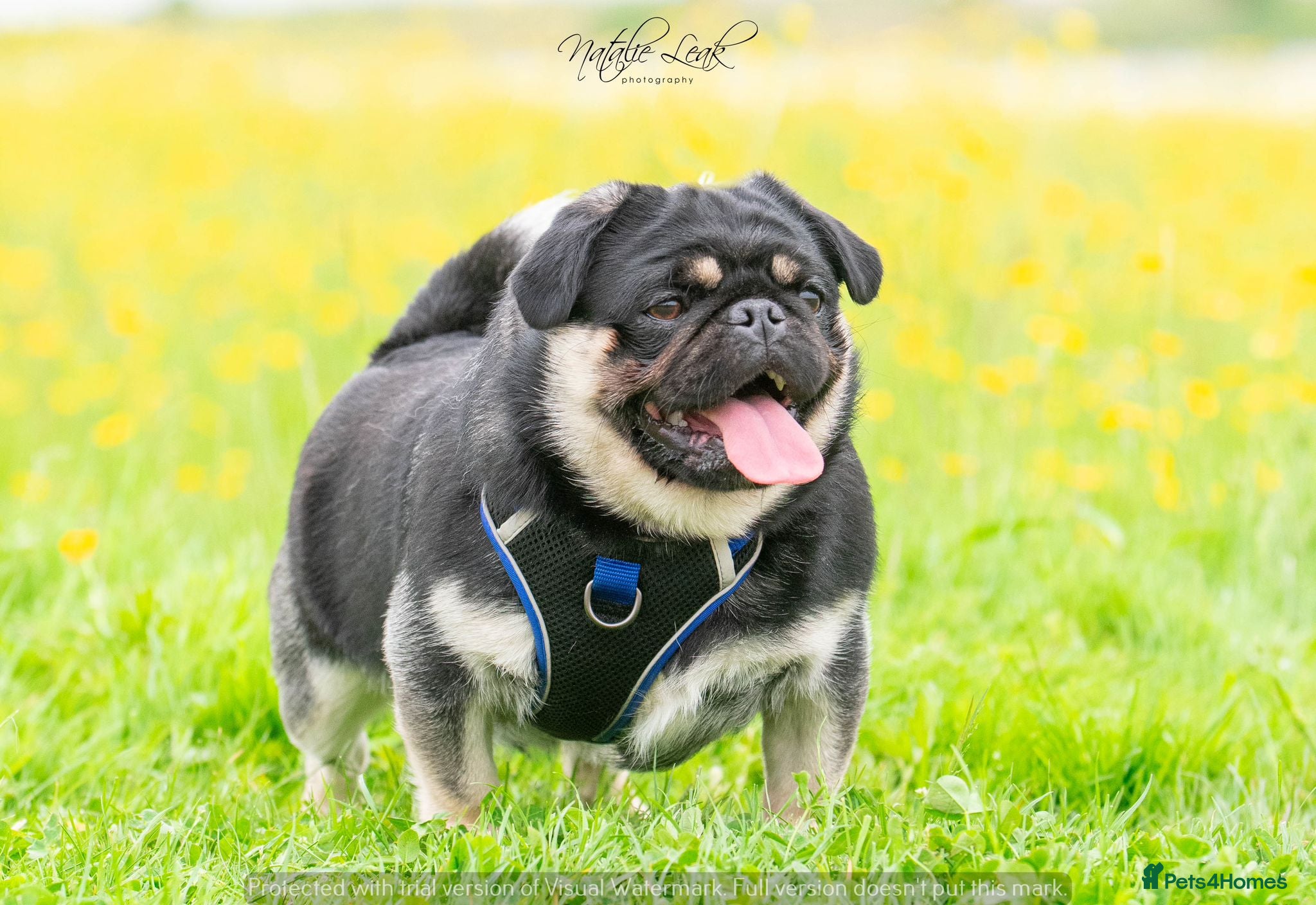 Pug dogs Black and Tan pug FREDDO 🐸🍫 - Advert 8