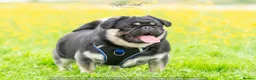 Pug dogs for stud: Black and Tan pug FREDDO 🐸🍫 - Advert 1
