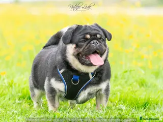 Pug dogs Black and Tan pug FREDDO 🐸🍫 - Advert 8