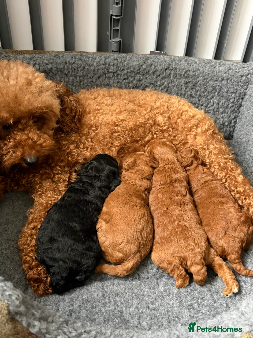 Cavapoo dogs for sale: F1 Cavapoo puppies  - Advert 10