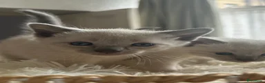 Siamese Kitten 1