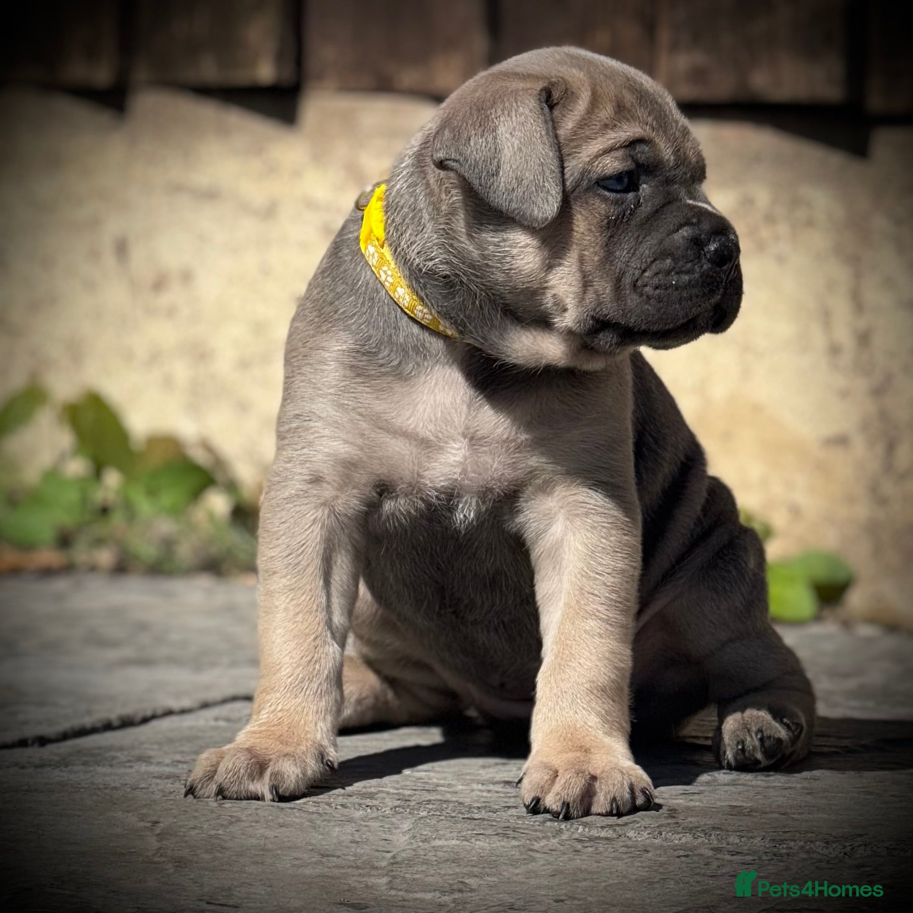 Cane Corso dogs 🐾 PatoSquad Cane Corso – Premium Litter 🐾 - Advert 2