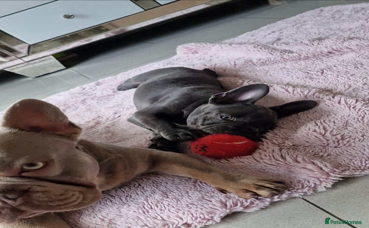 French Bulldog dogs - Advert 2
