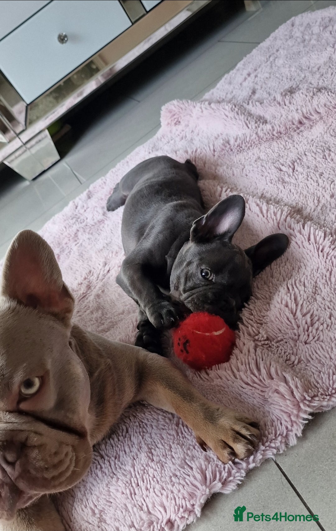 French Bulldog dogs for sale: French bulldog puppy 🐶 last little girl left - Image 2