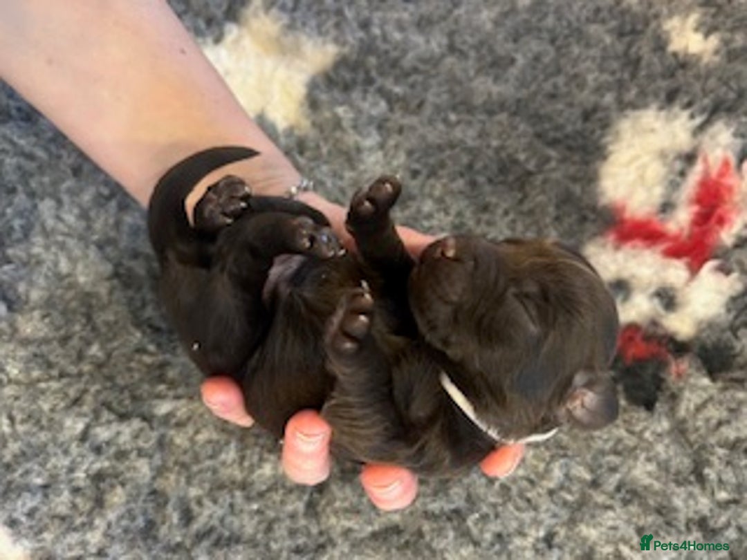 Cockapoo dogs for sale: Stunning litter of cockapoos, 2 males, 3 females - Advert 13
