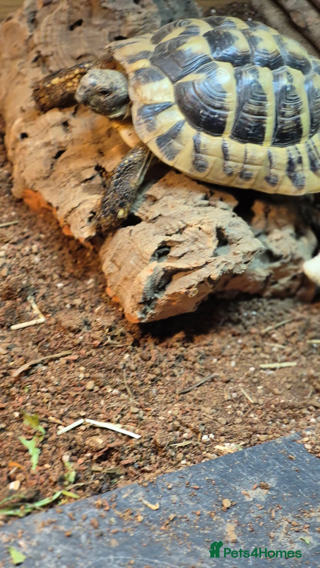 Hermann Tortoise reptiles for sale: Hermann tortoise with vivarium  - Advert 6