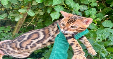 Bengal cats in Spalding - Advert 14