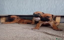 Mixed Breed dogs for sale: Bullmastiff X Puppies - Image 26