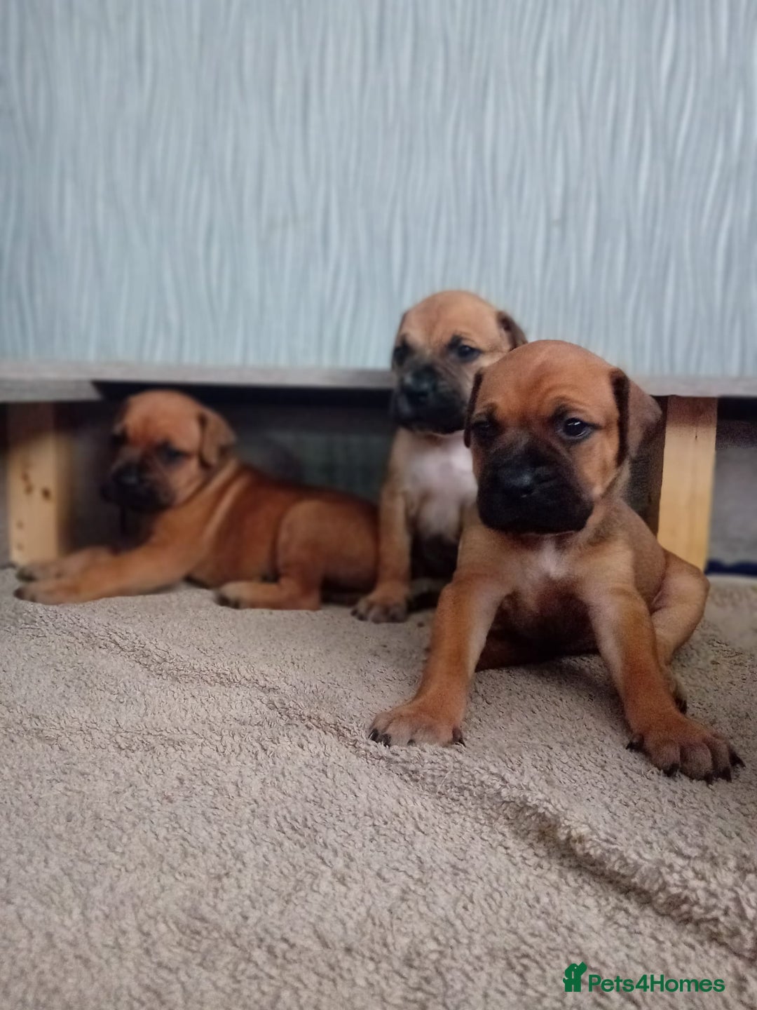Mixed Breed dogs for sale: Bullmastiff X Puppies - Image 26