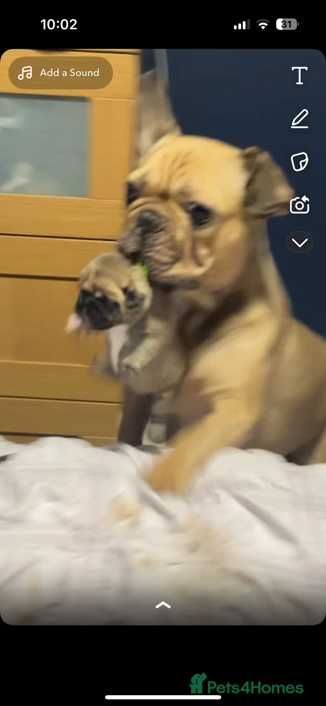Frug dogs for sale: Pug pups in Larbert - Advert 2