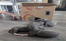 Italian Greyhound dogs for sale: Beautiful KC registered ITALIAN GREYHOUNDS  - Image 18
