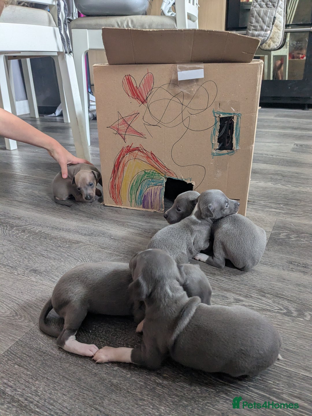 Italian Greyhound dogs for sale: Beautiful KC registered ITALIAN GREYHOUNDS  - Image 18
