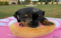 Miniature Dachshund dogs for sale: Miniature daschund puppies - Image 26