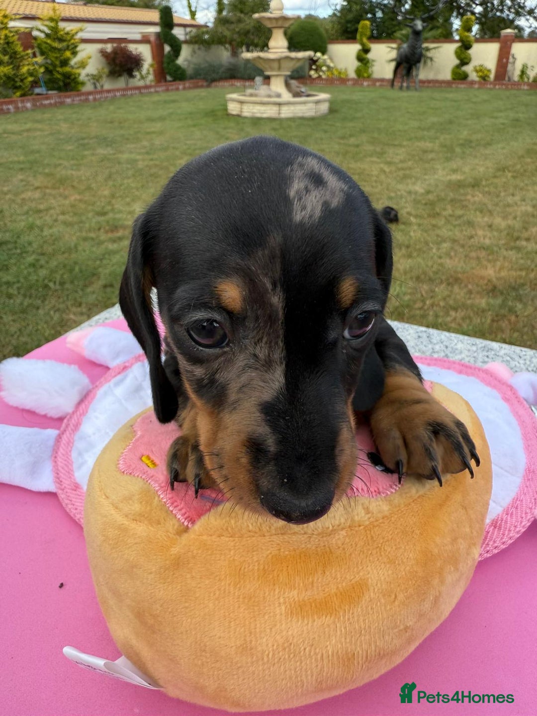 Miniature Dachshund dogs for sale: Miniature daschund puppies - Image 26