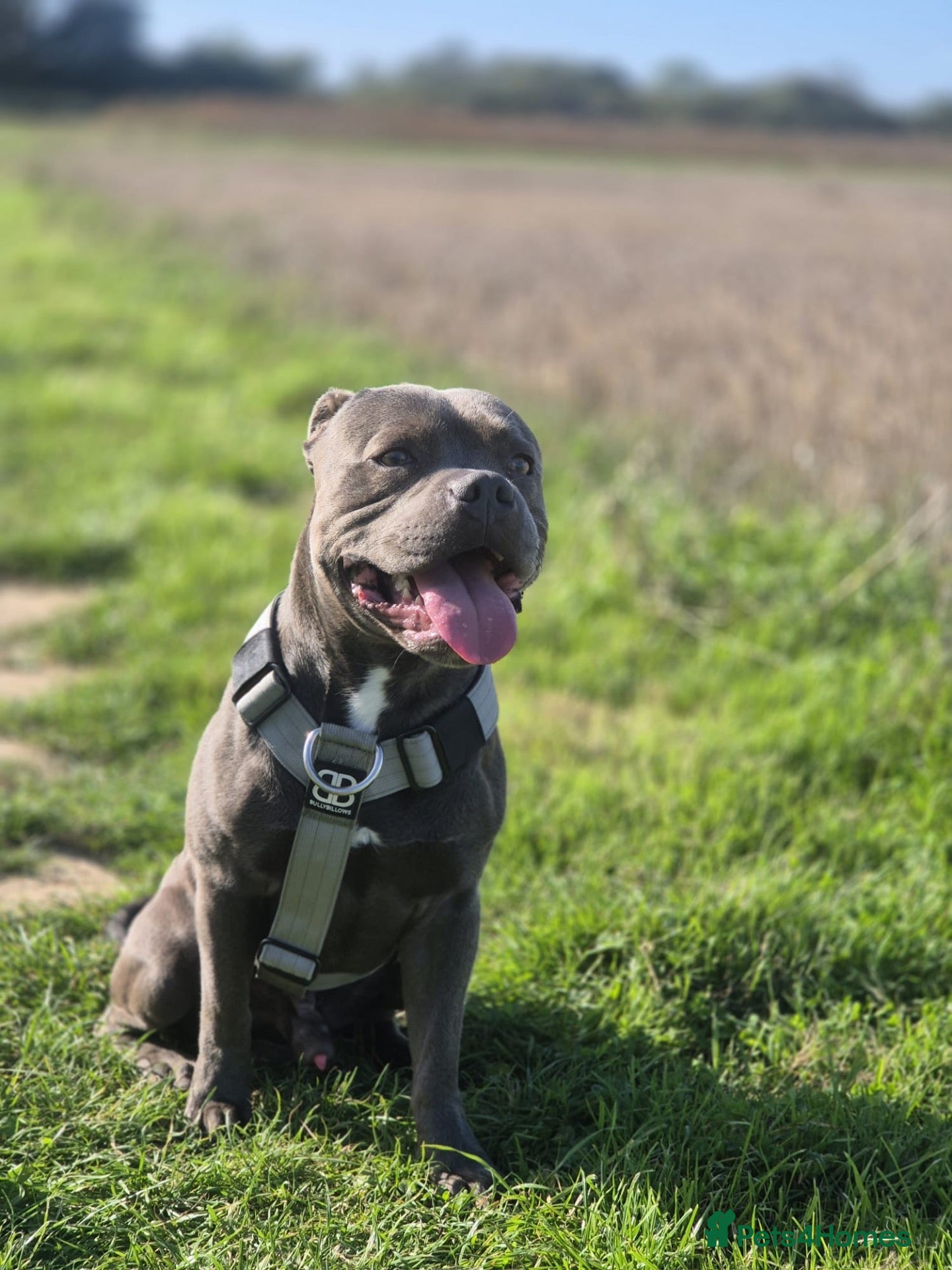 Staffordshire Bull Terrier dogs KC registered Staffordshire bull terrier for stud  - Advert 1