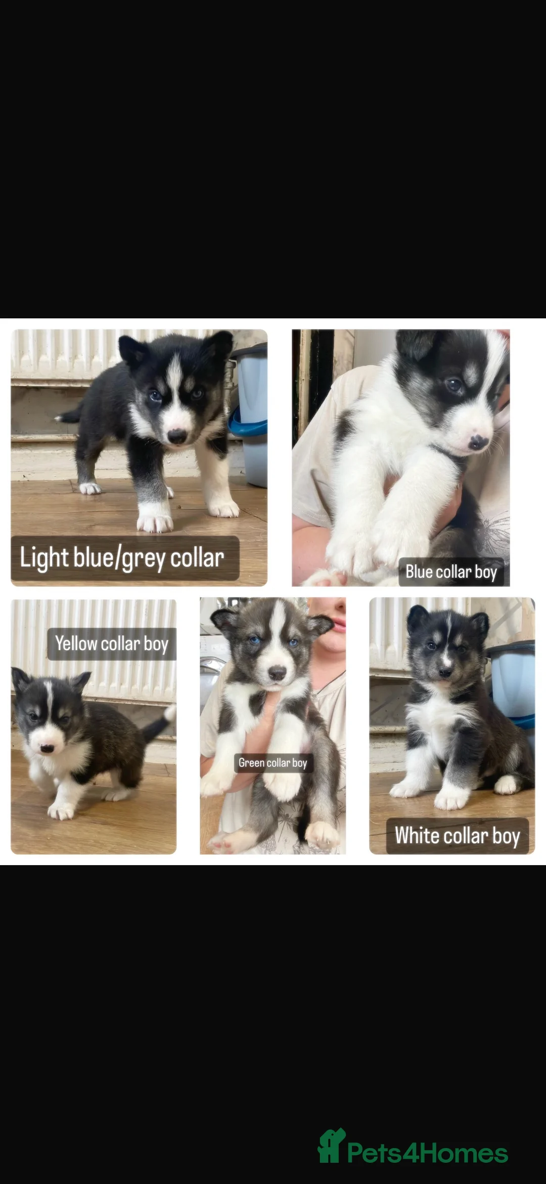 Siberian Husky dogs for stud: Pablo  in Birmingham - Advert 11
