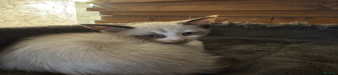 Cornish Rex Kitten 1