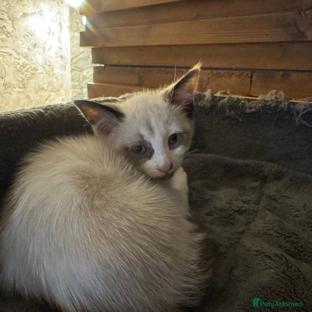 Cornish Rex cats for sale: Beautiful girls  - Image 3