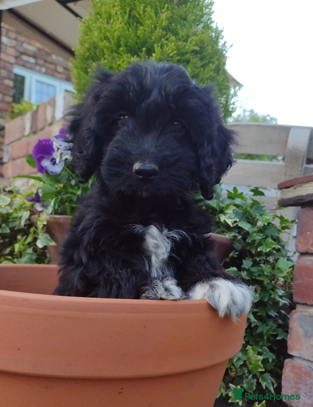 Cockapoo dogs for sale: DNA HEALTH PROFILED COCKERPOOS - Advert 2