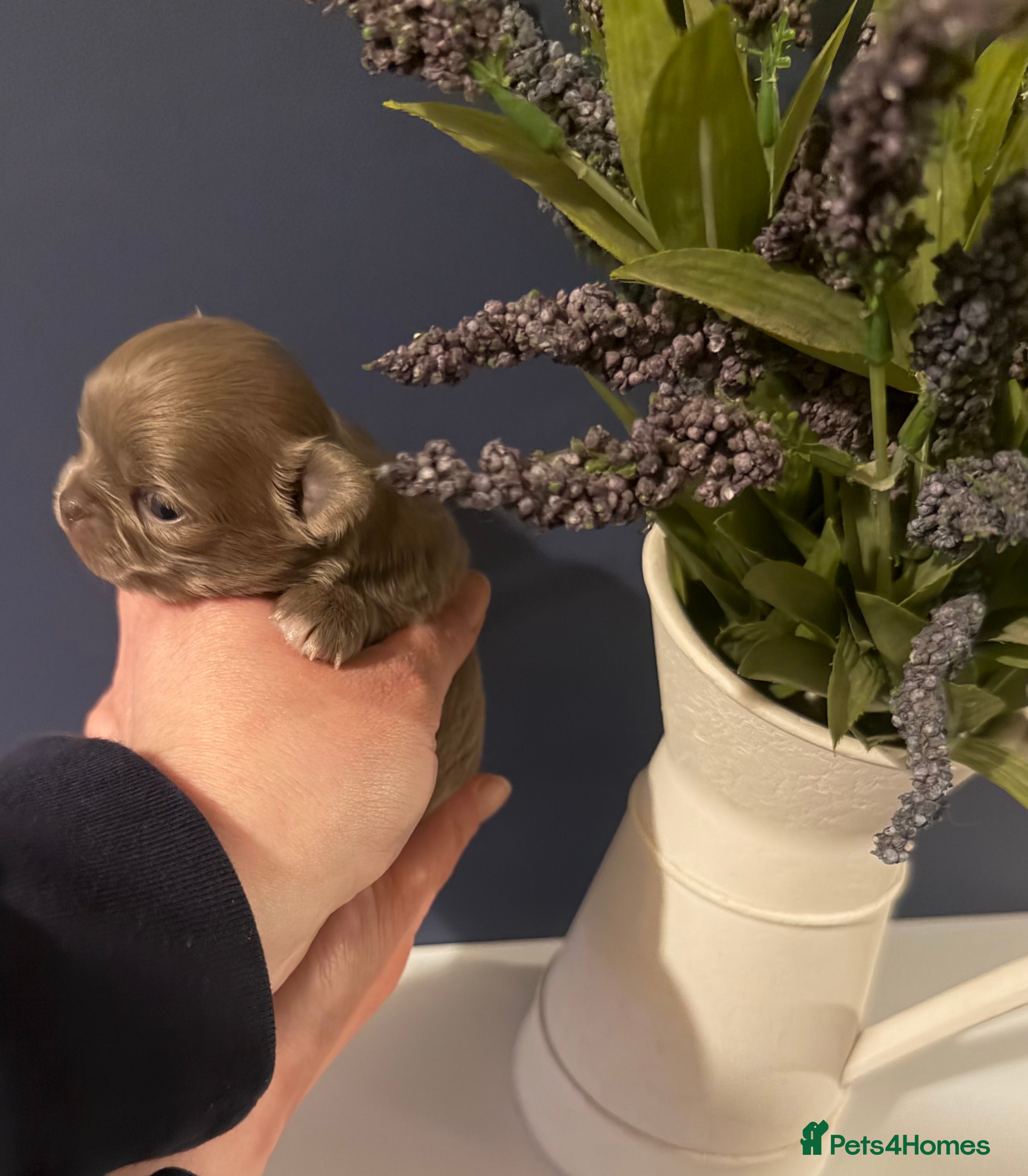 Chihuahua dogs Incredible 0% COI Longhair chihuahua puppies - Advert 2