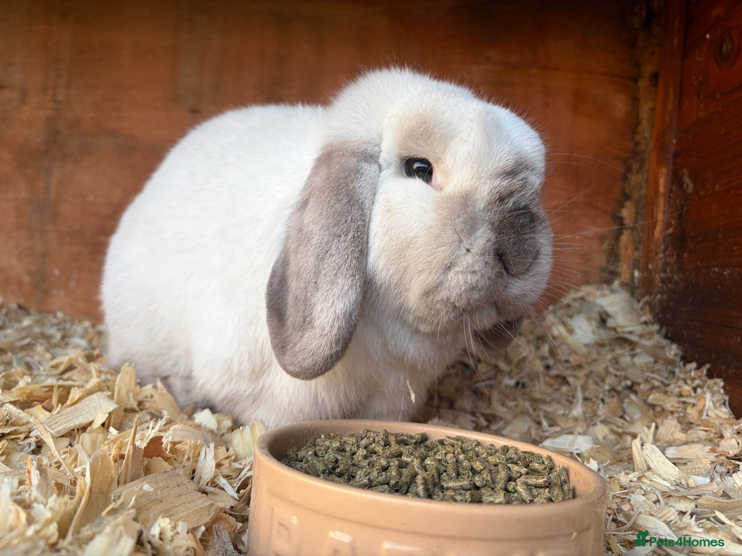 Mini Lop rabbits for sale: Friendly mini lop male - Advert 1