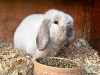 Mini Lop rabbits Friendly mini lop male - Advert 1