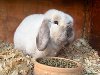 Mini Lop rabbits Friendly mini lop male - Advert 18