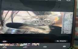 Maine Coon cats for sale: Last female kitten  - Image 1