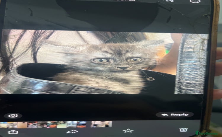 Maine Coon cats - Advert 1