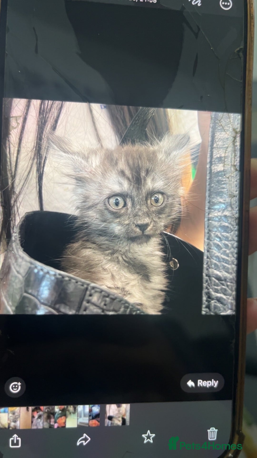 Maine Coon cats for sale: Last female kitten  - Image 1