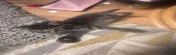 Mixed Breed cats for sale: 8 beautiful kittens  in Retford - Advert 16