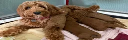Cockapoo dogs for sale: ⭐ F1b Cockapoo Puppies – 1 Boy & 1 Girl Available  in Banbury - Advert 3