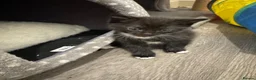 Mixed Breed cats for sale: Beautiful black white kittens in Southampton - Advert 8