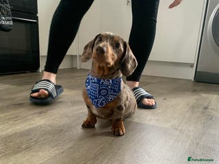 Miniature Dachshund dogs Mini dachshund stud in Leeds - Advert 22